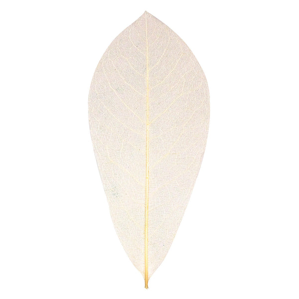 Skeleton Natural Leaves 100pcs