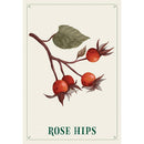 Enchanted Foraging Plant Identification Cards